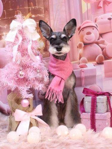 20241229ニーナちゃん